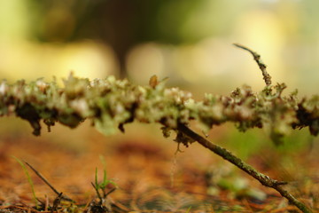 mossy branch