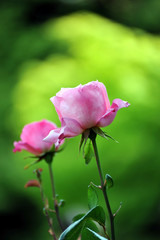 旧古河庭園の庭園で咲くピンク色のバラの花