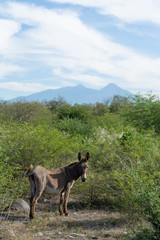 burro