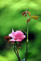 旧古河庭園の庭園で咲くピンク色のバラの花