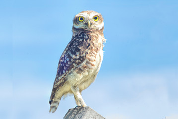 Burrowing owl perched on a pole             