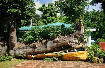 Dominica – School bus crushed under Baobab tree in Roseau botanical garden