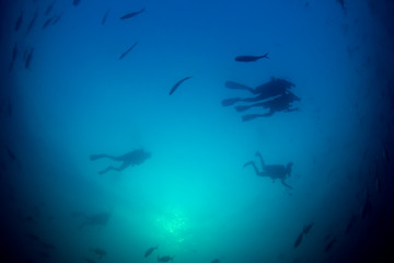 Scuba diving underwater. Scuba divers and fish silhouette against ocean surface 