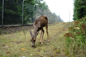 fallow deer in the forest