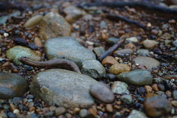 rocks on the ground
