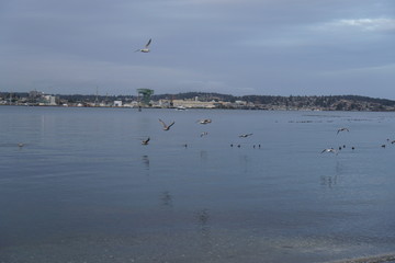 birds in flight over the water
