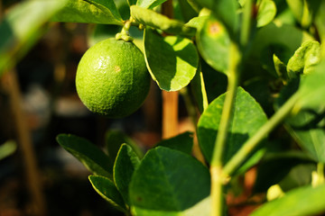 Green lemon fruit with stem