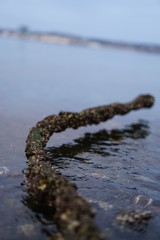 mossy tree branch on the water