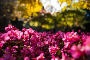 flowers in the garden