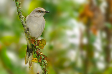 Tropical Mockingbird (Mimus gilvus) 