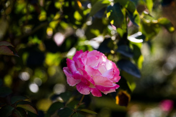 pink rose in the garden