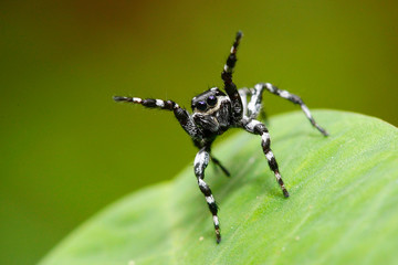 jumping spider in colombia