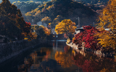 Fototapeta premium landscape with trees