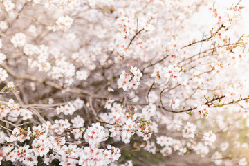 Background of almond blossoms tree. Cherry tree with tender flowers. Amazing beginning of spring. Selective focus. Flowers concept.