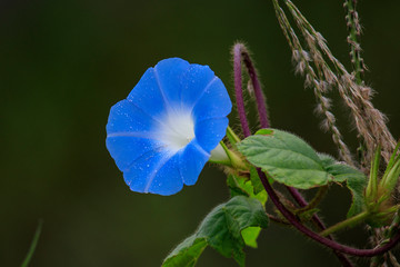 Blue flower
