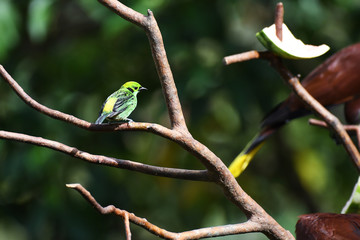 Emerald Tanager perched on a branch