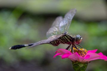 Macro shot of common dragonfly sitting on flower head