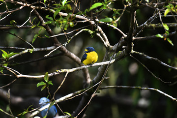 Thick-billed Euphonia perched on a branch