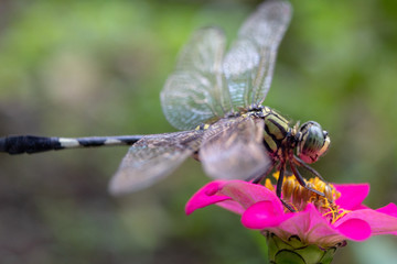 Macro shot of common dragonfly sitting on flower head