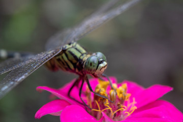 Macro shot of common dragonfly sitting on flower head