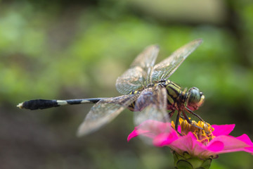 Macro shot of common dragonfly sitting on flower head
