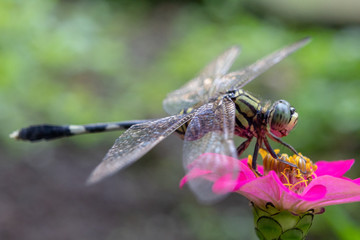 Macro shot of common dragonfly sitting on flower head