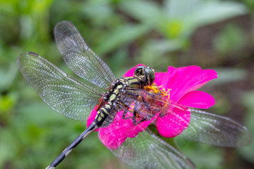 Macro shot of common dragonfly sitting on flower head
