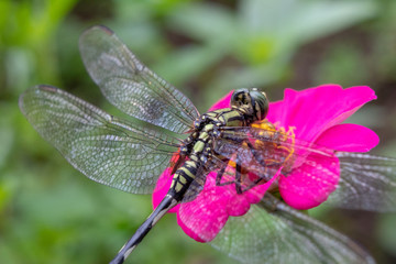 Macro shot of common dragonfly sitting on flower head