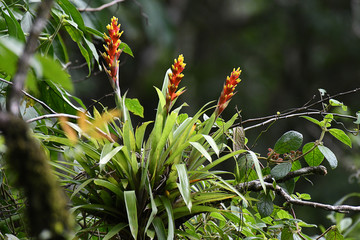 Tropical flowers in rain forest