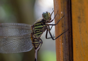 Face shot close up of common dragonfly on field