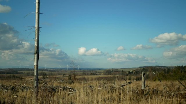 Bark wood beetle pest Ips typographus infestation, spruce and bast tree infested attacked by European spruce, wood larva and larvae, wind power mill mast turbines blades electricity, calamity