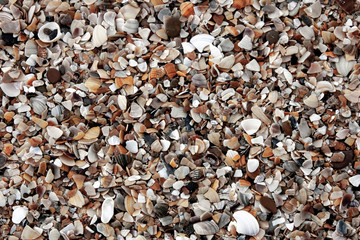 Broken seashells and sand on the Black Sea on a sunny day. Close-up. View from above.