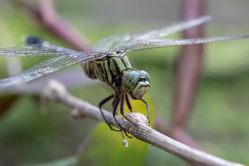 Close up of common dragonfly sitting on branches