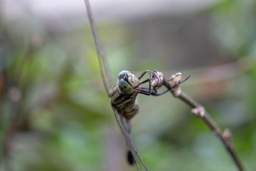Close up of common dragonfly sitting on branches
