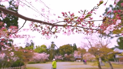 Kyoto Osawa-no-Ike park vertical panning closeup in Arashiyama area by Daikakuji Temple view cherry blossom flowers in slow motion and people in background - Powered by Adobe