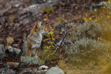 Wild Coyote in Sierra mountains