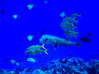 Large Variety of Tropical Fish Swimming in Blue Sea
