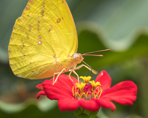 Yellow butterfly is sucking nectar flower