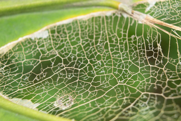 Abstract texture from perforated leaf eaten by caterpillar