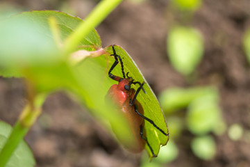 Close up of big red beetle sleeping on green leaf