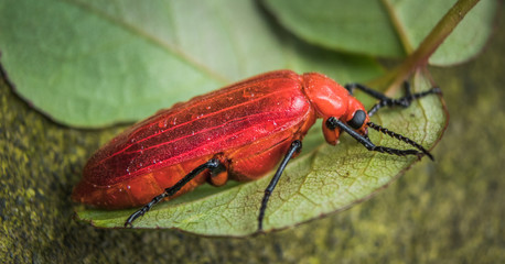 Close up of big red beetle sleeping on green leaf