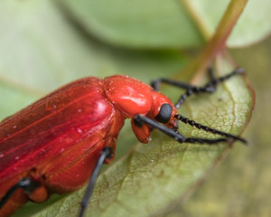 Close up of big red beetle sleeping on green leaf