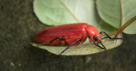 Close up of big red beetle sleeping on green leaf