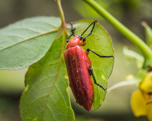 Close up of big red beetle sleeping on green leaf
