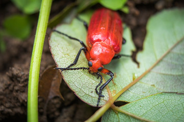 Close up of big red beetle sleeping on green leaf