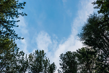 Fototapeta premium Tall pines shot ground up with the moon in the blue sky in an Alpine forest