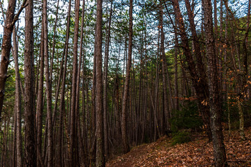 An Alpine forest landscape view illuminated by the warm sunlight of the sunset with the Alps in the background