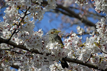 桜と小鳥