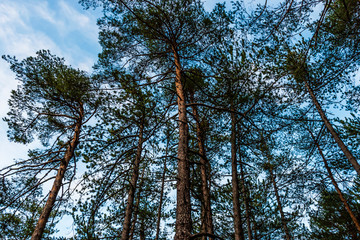 A pine forest illustration: tall pines shot ground up at sunset with warm sunlight