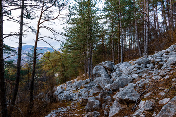 An Alpine forest landscape view with the Alps in the background and boulders next to a hiking path